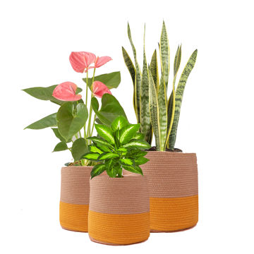 Product thumbnail 4