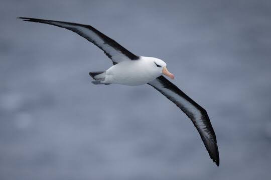 Albatross