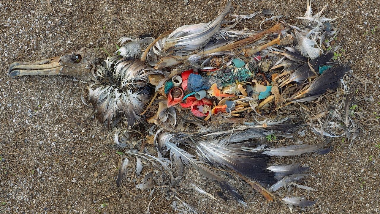 Albatross died