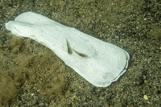 Menstrual Waste