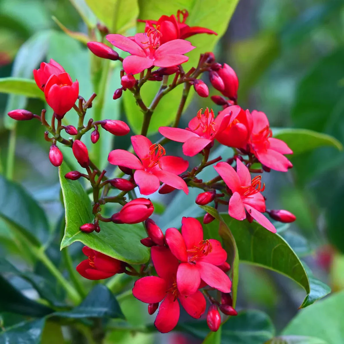 Jatropha seeds and plants